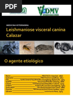 Leishmanioses Doenças 