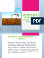 Estructura y Desarrollo de La Semilla 