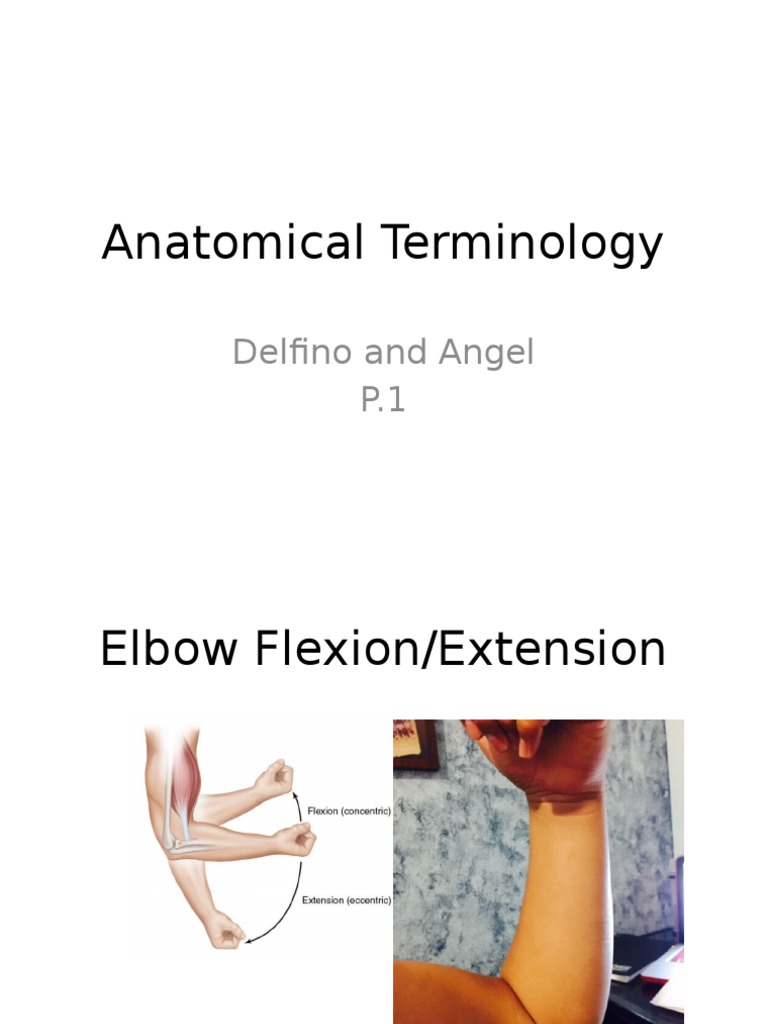 Key Anatomical Movements Explained | PDF | Anatomical Terms Of Motion ...