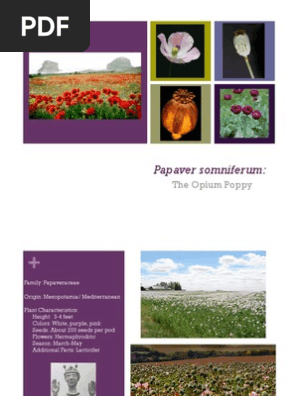 Opium Poppy