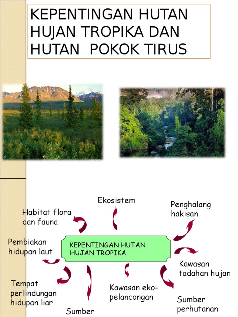 Kepentingan Hutan Hujan Tropika Dan Hutan Pokok Tirus Pdf