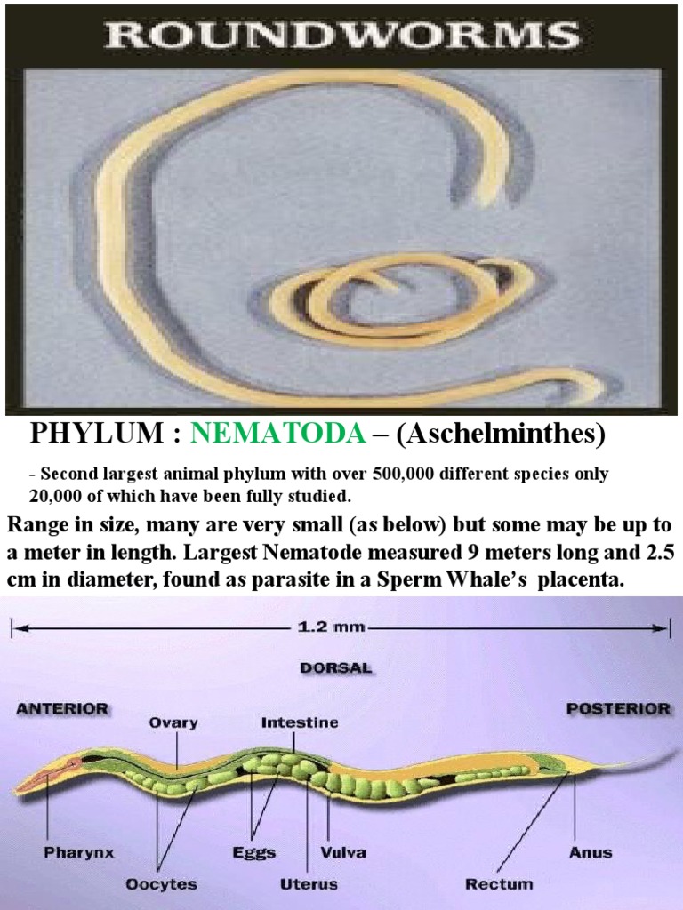 phylum aschelminthes ppt)