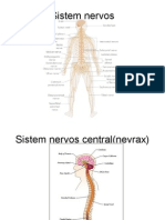 Curs Neuron Motor