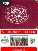 Download Sugarcane Presentation by Irfan Arshad by Irfan Arshad SN27615326 doc pdf