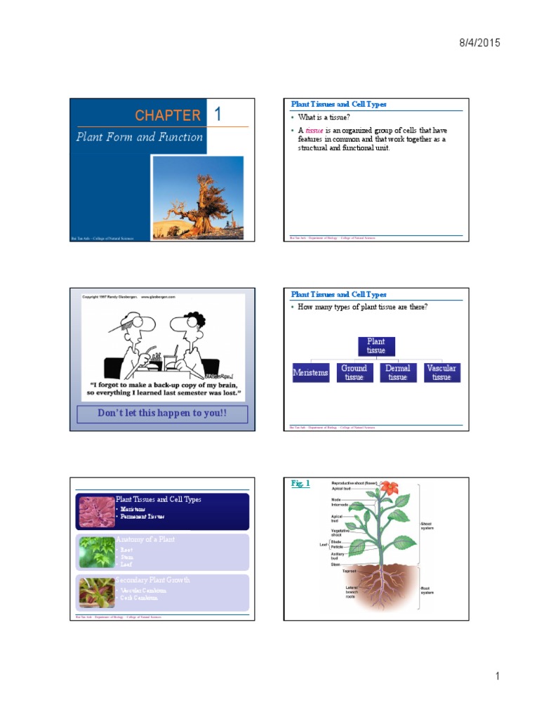 Plant Form and Function Overview | PDF | Plant Stem | Root