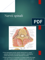 Nervii Spinali