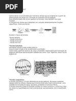 Aula Tecidos _Fundamental