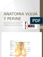 Anatomia Vulva y Perine Mier