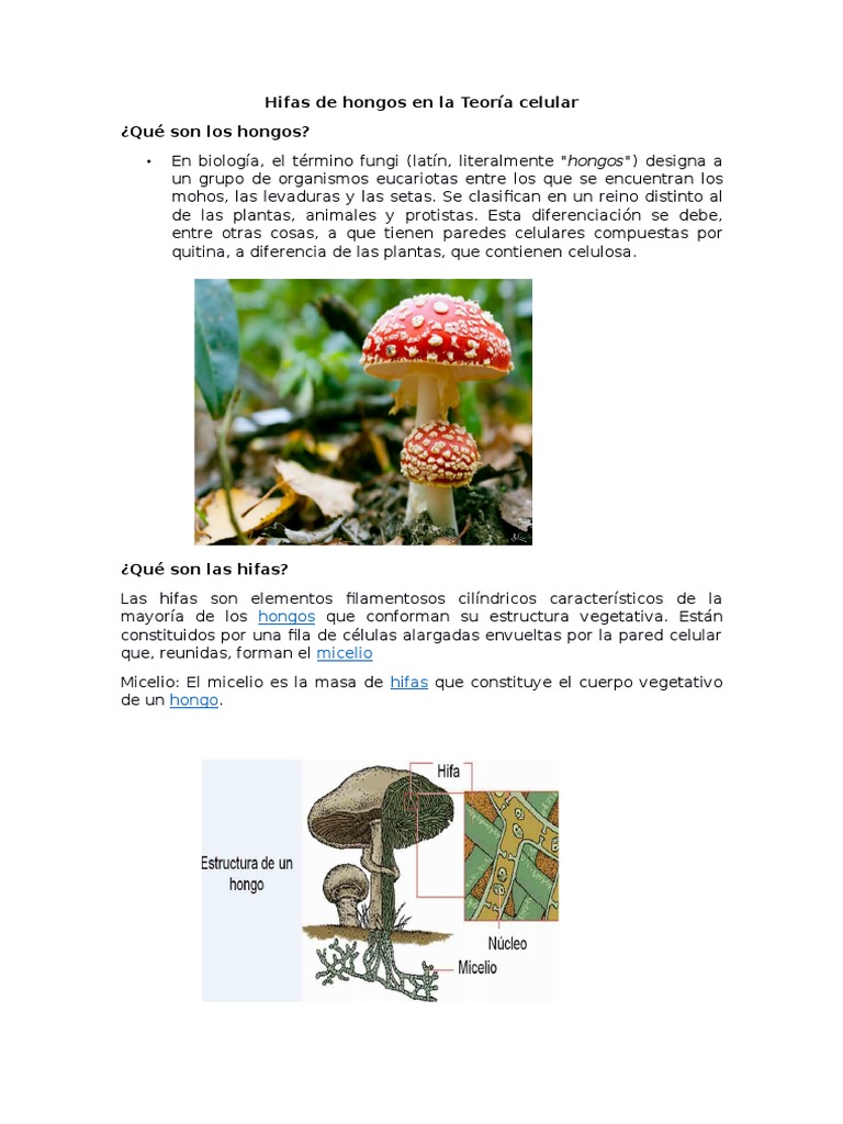Hifas de Hongos en La Teoría Celular Hongo Pared celular