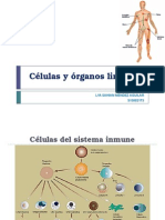 Células y Órganos Linfoides