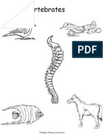 Vertebrates and Invertebrates