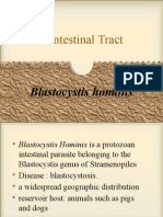 Gastro Intestinal Tract: Blastocystis Hominis