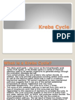 Krebs Cycle