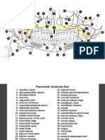 Panoramic Anatomy