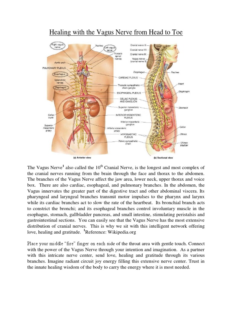 Vagus Nerve PDF