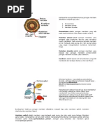 Download Meristem Sekunder by zakky SN27703785 doc pdf