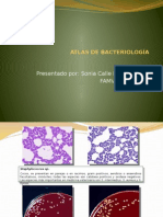 Atlasbacteriologico A 121012133555 Phpapp01