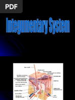 Download Basic Structures of the Integumentary System by dolly joy  SN27707214 doc pdf