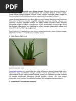 Budidaya Tanaman Hias Euphorbia  Budidaya Tanaman Hias Euphorbia