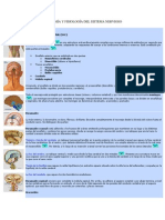 Anatomía y Fisiología Del Sistema Nervioso