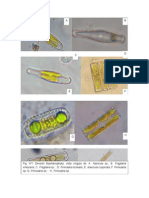 Virescens C. Fragilaria Sp. D. Pinnularia Borealis E. Navicula Cuspicata F. Pinnularia Sp. G. Pinnularia Sp. H. Pinnularia SP