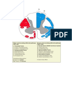 Gambar Spinal Cord