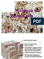 Basic Science of Bone Cells