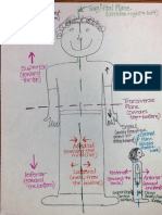 anatomical directions drawing notes