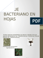 Ataque Bacteriano en Hojas