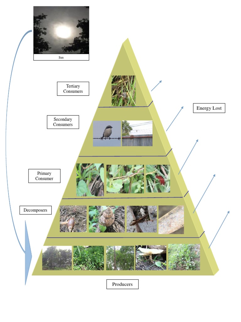 Energy Flow Pyramid | PDF