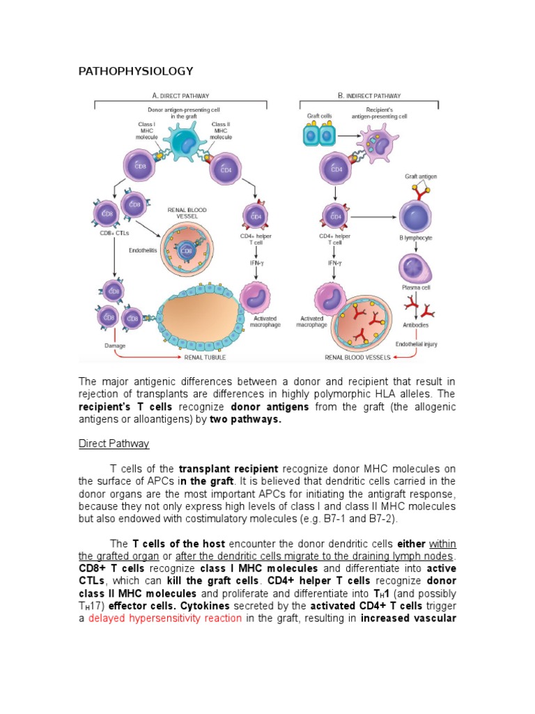 Pathophysiology of Graft Versus Host Disease PDF Major