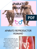 aparato reproductor