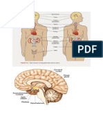 gambar kelenjar endokrin