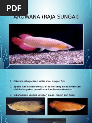 Arowana Pdf