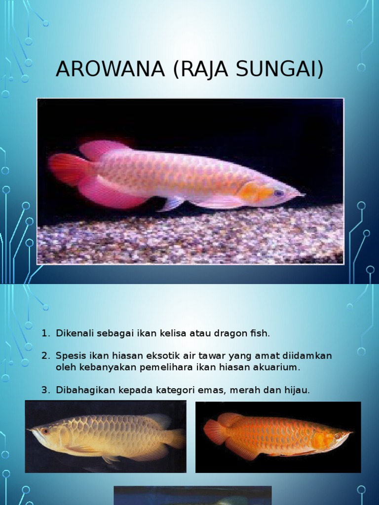 Arowana Pdf