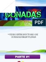 Gonadas 