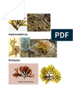 Representative Organisms of Red Algae and Brown-Pigmented Algae With Pictures
