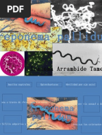 Download treponema palidum- sifilis by iiraaseemaa SN27805784 doc pdf