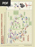 Antibiotic Inhibition of Protein Synthesis