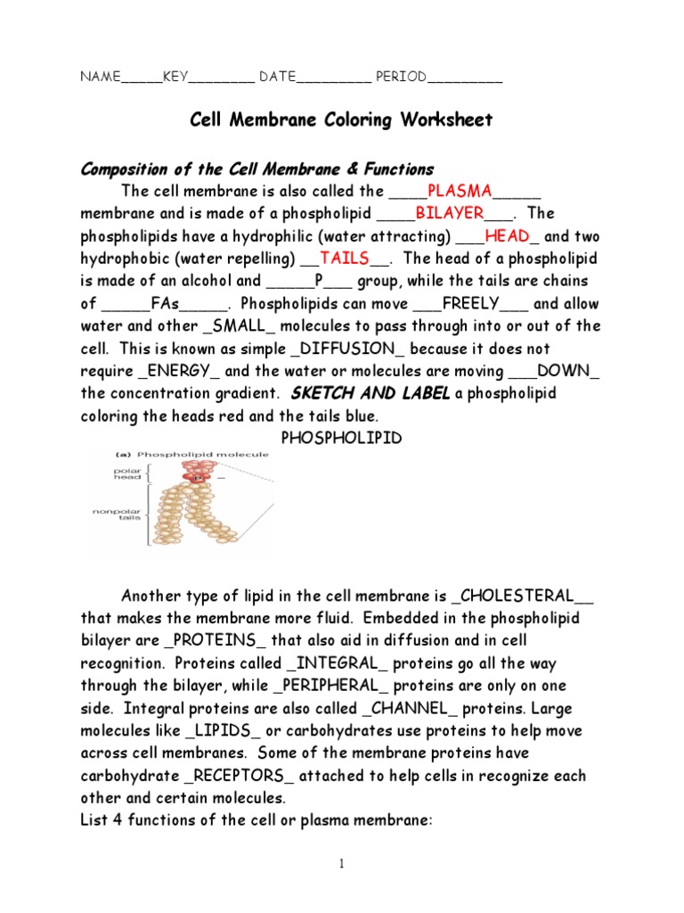 Worksheets Cell Membrane Coloring Worksheet Key 2103 cell membrane coloring worksheet key biophysics