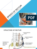 Nerves of Rectum