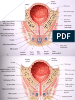 Organes Génitaux