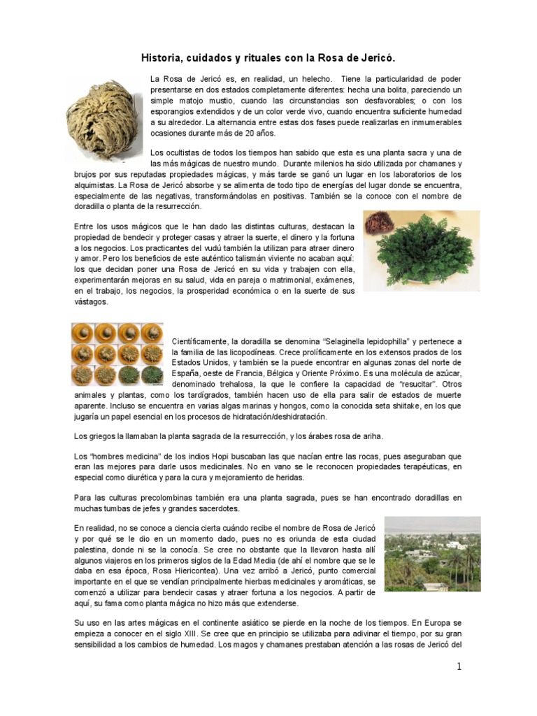 Rosa De Jerico Significado Espiritual