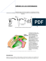 Tipos de Riñones de Los Vertebrados