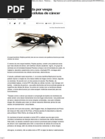 Toxina Produzida Por Vespa Brasileira Mata Células de Câncer - Notícias - Saúde