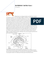 VETERINARIA Pancreatitis en Perros y Gatos I