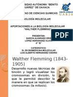 Walther Flemming