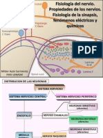 1 y 2-Neuro-Fisio. Del Nervio y Unión Mioneural