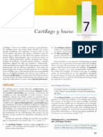 7 Cartílago y hueso.pdf