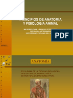 Anatomia Basica Animal PDF